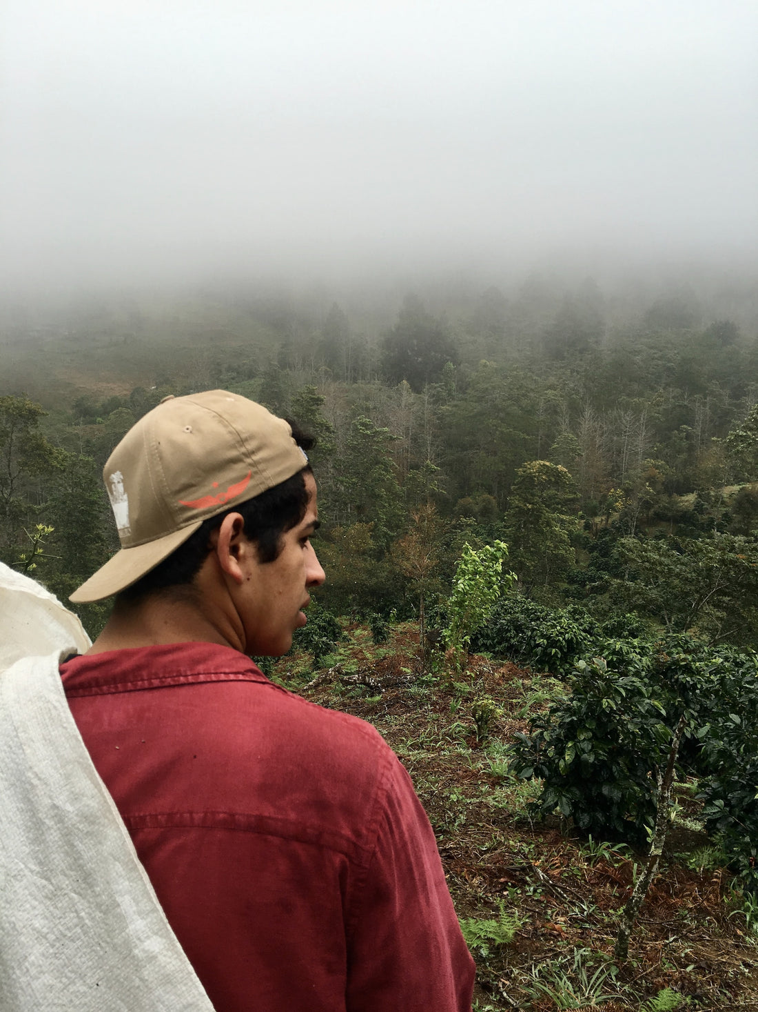 Microclimate and Coffee Production: Understanding the Impact on Flavor and Quality