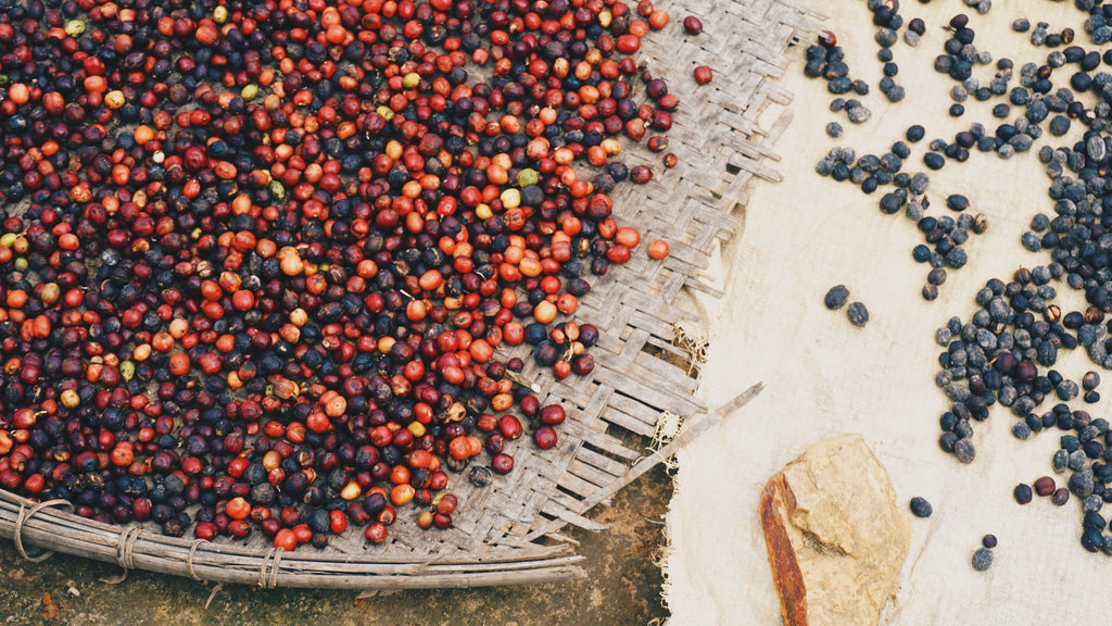 How should coffee beans be stored?