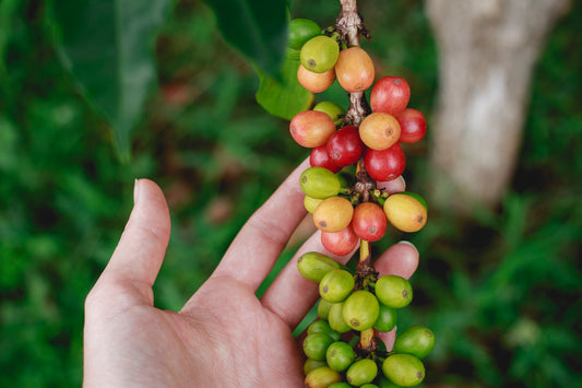 Single-Origin Coffee: What It Is and Why It Matters