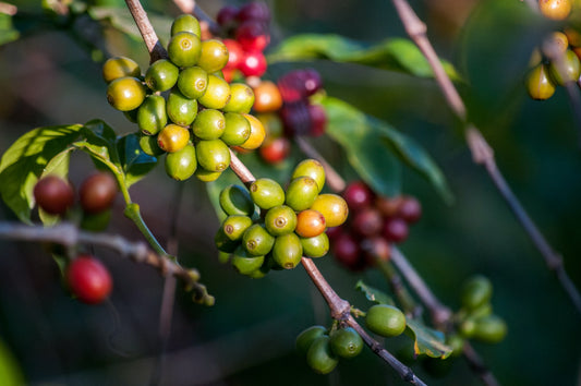 How to Harvest Coffee Beans