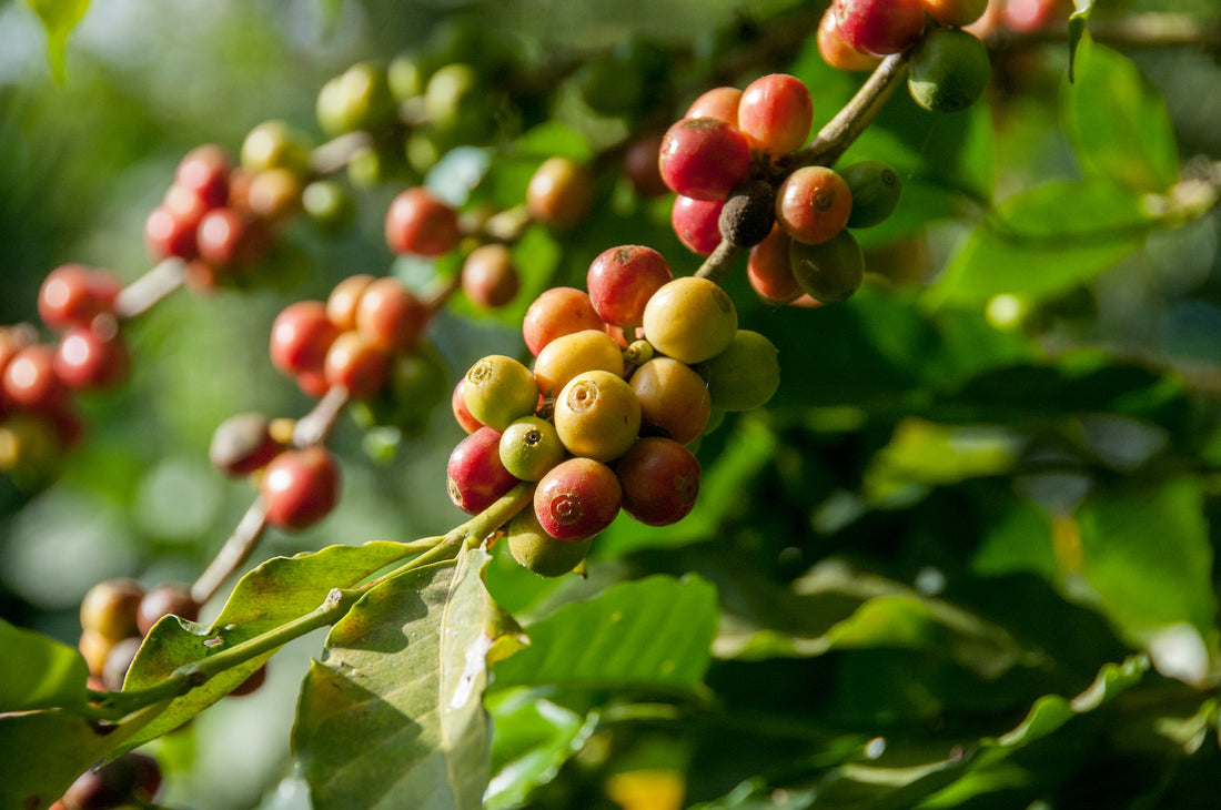 Everything You Need to Know About Coffee Beans